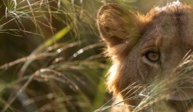 Charging elephants and snoozing gorillas: Jemima Kelly’s Ugandan adventure