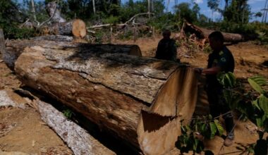 Two Ibama agents inspect a large felled tree in a deforested area during an illegal logging operation in the Amazon.