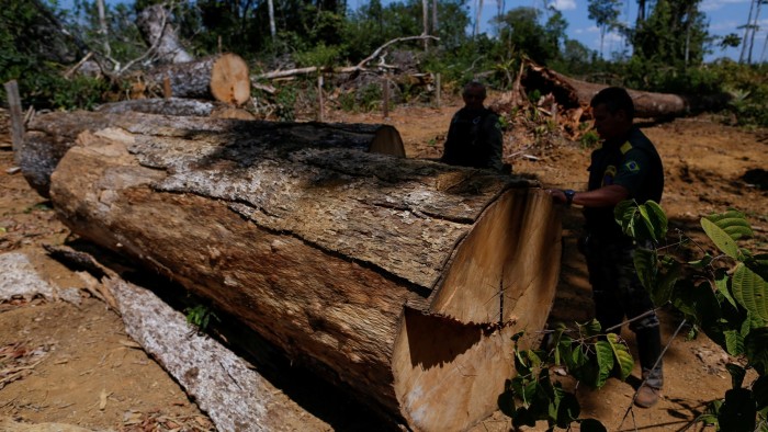 Two Ibama agents inspect a large felled tree in a deforested area during an illegal logging operation in the Amazon.