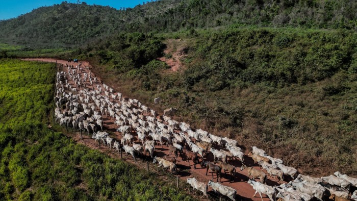 Will electronic tagging for cattle save the Amazon rainforest?