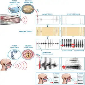An illustration of the parallels between the production and acoustics of human vowels compared with sperm whale coda-vowels. Credit: PNAS