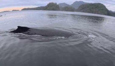 B.C. couple captures ‘crazy’ encounter with humpback whale, right off their dock