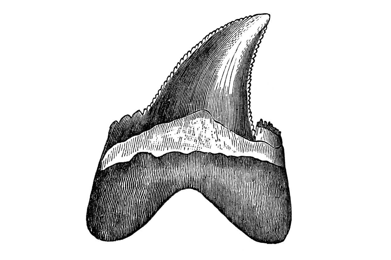 Shark tooth - Carcharodon heterodon (Tertiary period)
