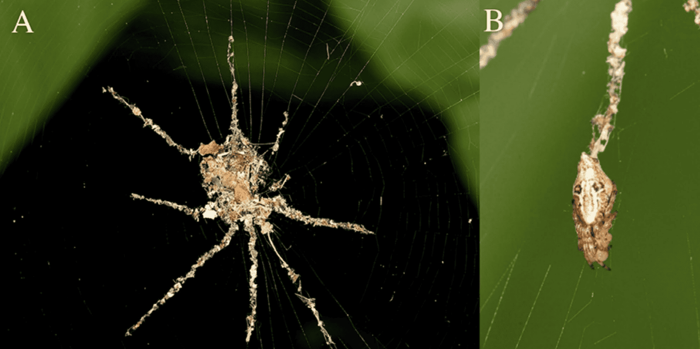 False spider structure shown in a web and the spider that made it