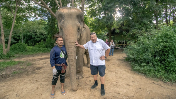 Honey helps a senior elephant heal