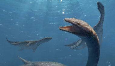 Early Long-Necked Marine Reptile Unearthed in China