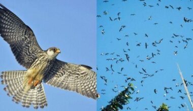 Migratory birds Amur Falcons spotted in India | Tap to know more | Inshorts - Inshorts