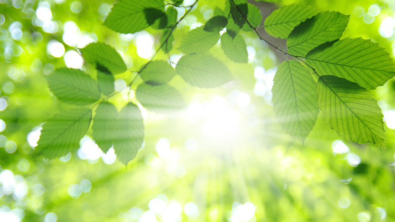 sunlight coming through leaves on a tree