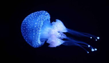 Japan Jellyfish Discovery