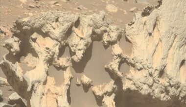 a coral-like rock on a reddish orange dusty surface