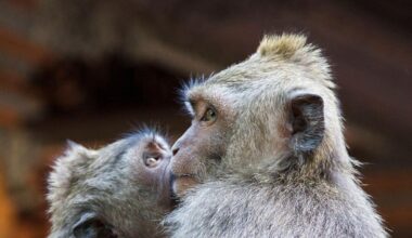 Ever wondered when the first kiss happened? Scientists say 21 million years ago!