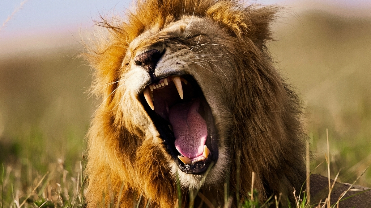 Lions Have Two Distinct Roars, And One Could Aid in Their Survival : ScienceAlert