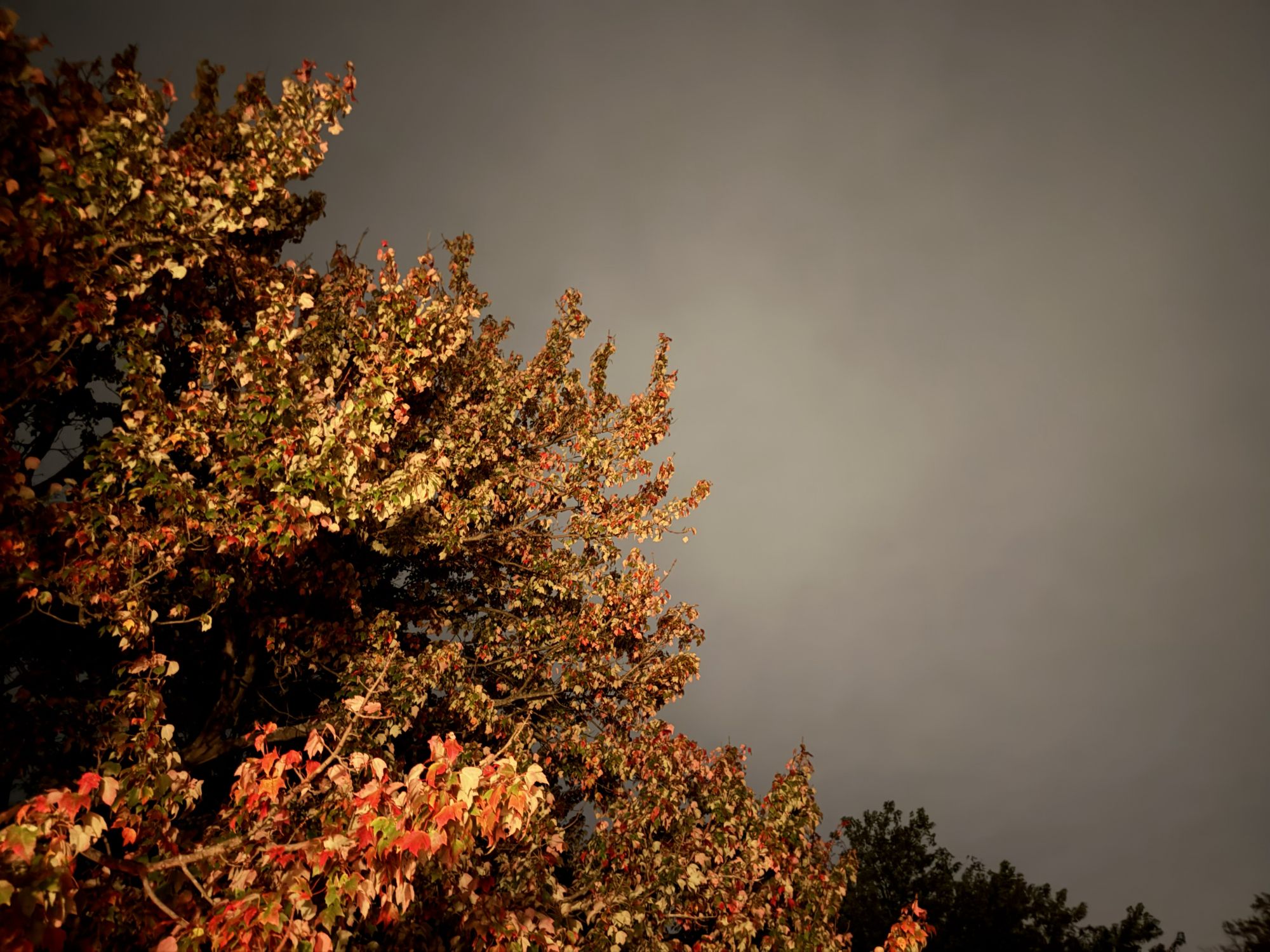 Apple iPhone 17 Pro Max low light sample.