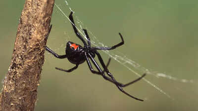 Male vs female black widow spiders: How to tell them apart and why females dominate