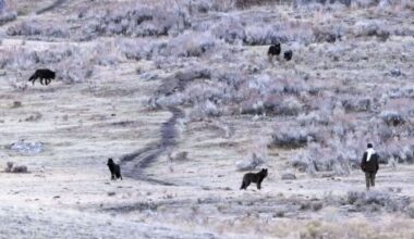 Shocking Footage Shows Man Approaching Wild Wolves at Yellowstone National Park