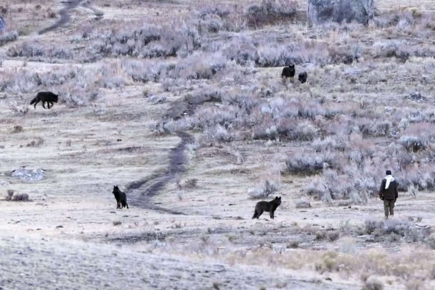 Shocking Footage Shows Man Approaching Wild Wolves at Yellowstone National Park