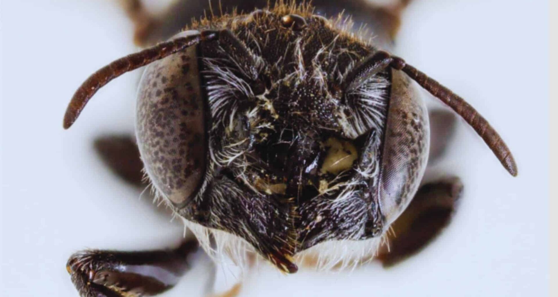 Megachile Lucifer Bee