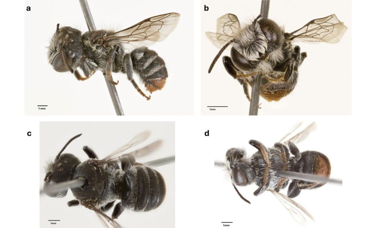 Megachile Lucifer Sp. Nov. Male, A Lateral View B Head, Frontal View C Dorsal View D Ventral View.