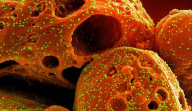 How COVID-19 Variants Evade Immune System