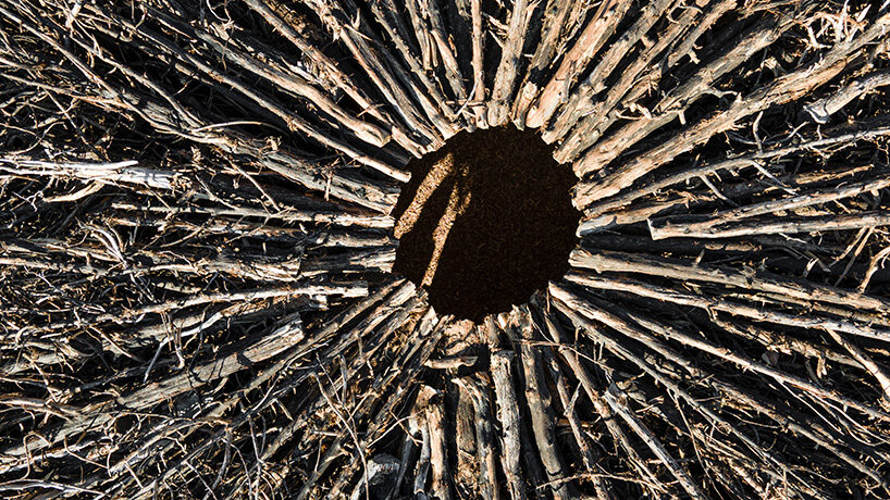 nomad studio's charred juniper ring marks the scar of a wildfire in northern spain