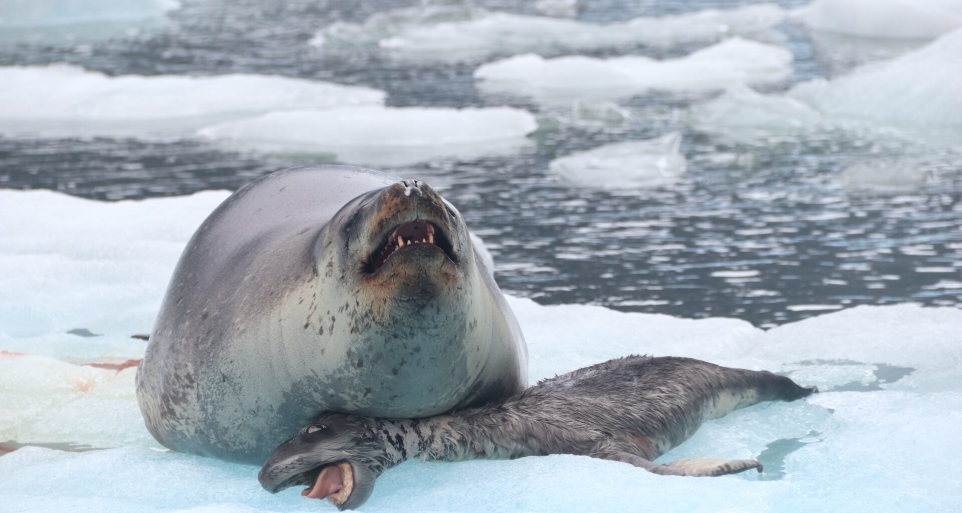Why Won’t Nora The Leopard Seal Abandon Her Dead Pups?