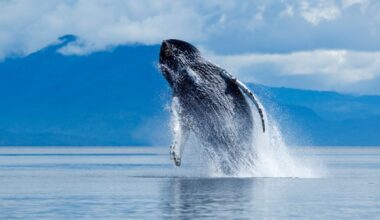 Photo of a Humpback Whale (Megaptera novaengliae) breaching on summer day.