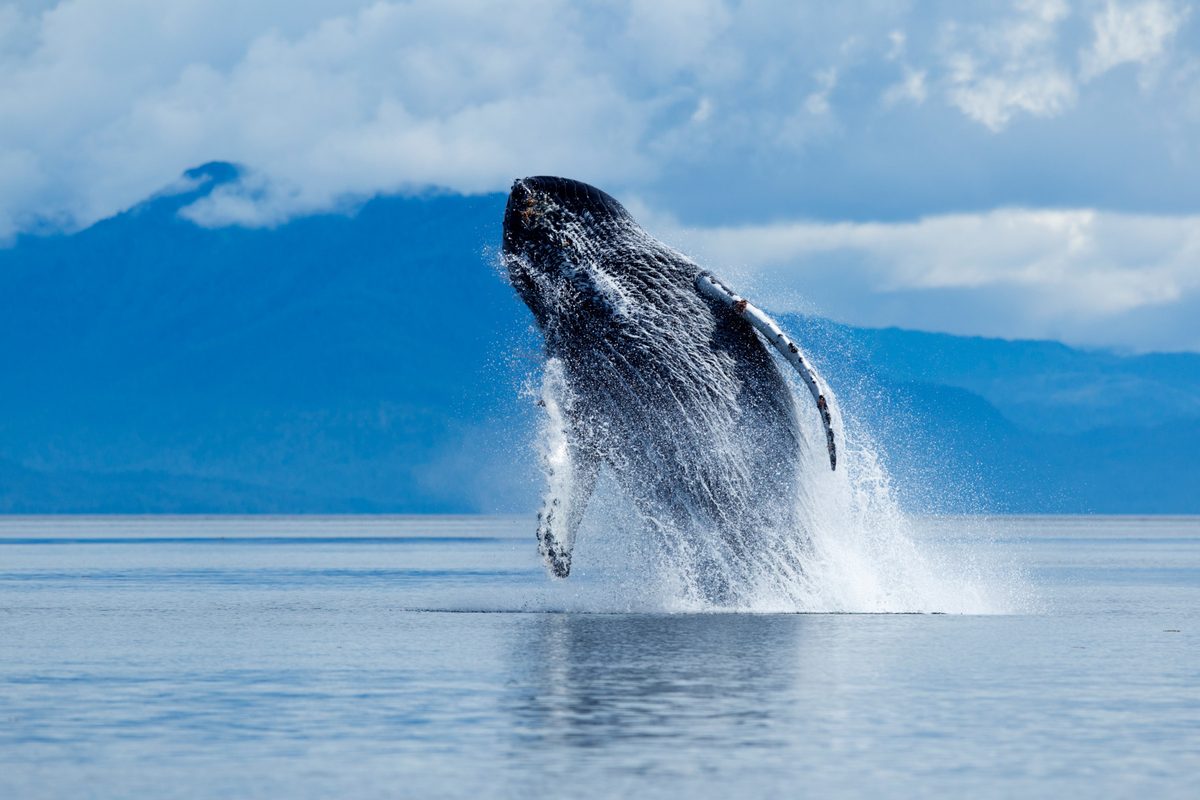Photo of a Humpback Whale (Megaptera novaengliae) breaching on summer day.