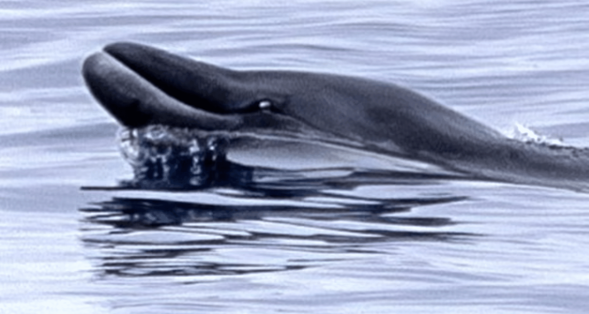 Once Thought To Be A Myth, This Rare Whale Was Finally Seen In The Wild In Mexico