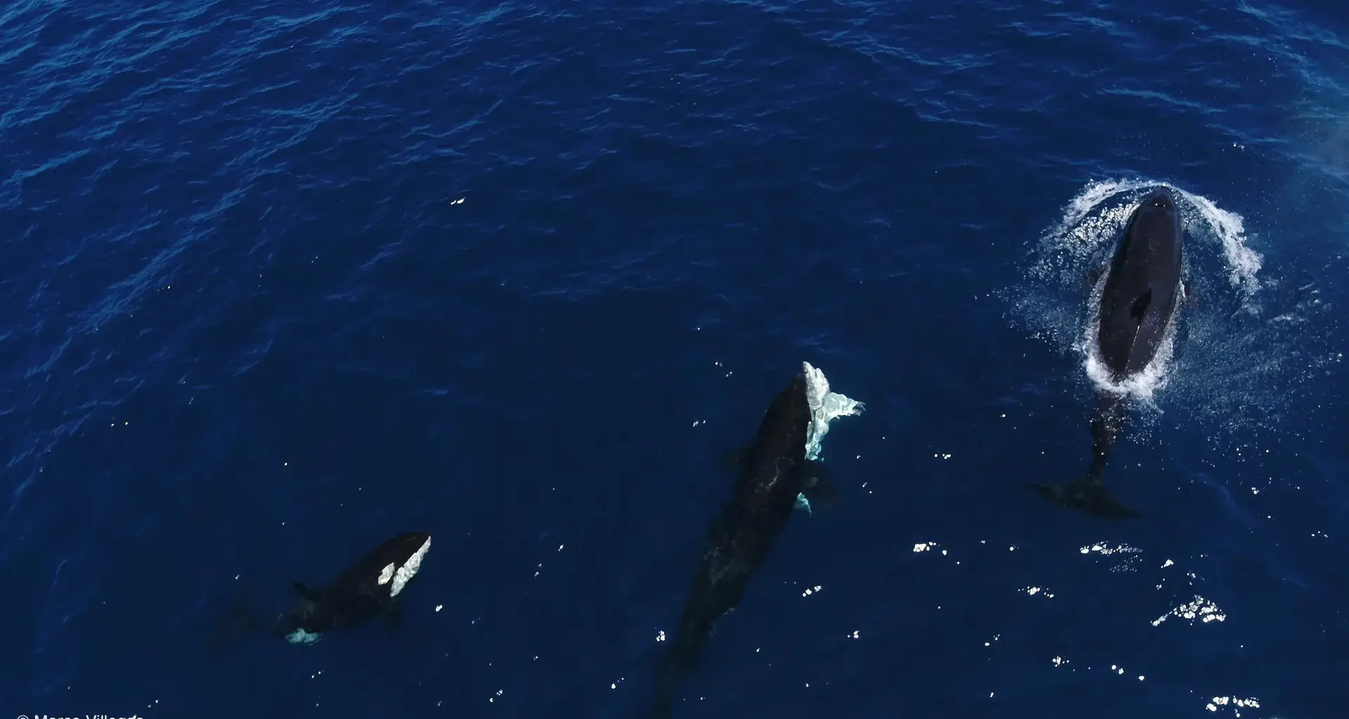 Killer whales perfect a ruthless trick to hunt great white sharks