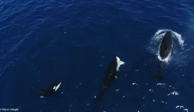 Killer whales perfect a ruthless trick to hunt great white sharks