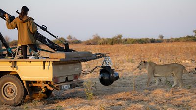 A woman operating a jib-mounted Gyro Stabilised Camera (GSS) to capture dynamic shots of the lions