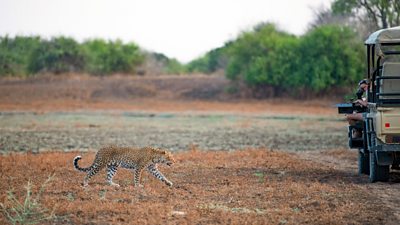 A cinematographer films a leopard moving across the ground from a specially adapted vehicle