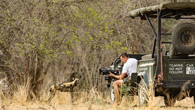 A man filming African wild dogs in long grass from a vehicle