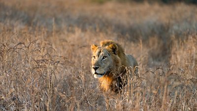 A male lion surveys his kingdom at dawn in the long grass and golden light