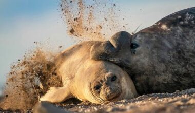 How bird flu has decimated elephant seal populations