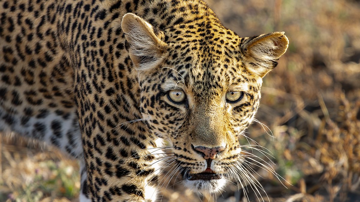BBC One - Kingdom - Tracking a star: Life with Olimba, the leopard