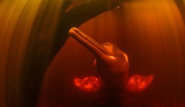 The photos showing why pink dolphins are the Amazon's 'great thieves'