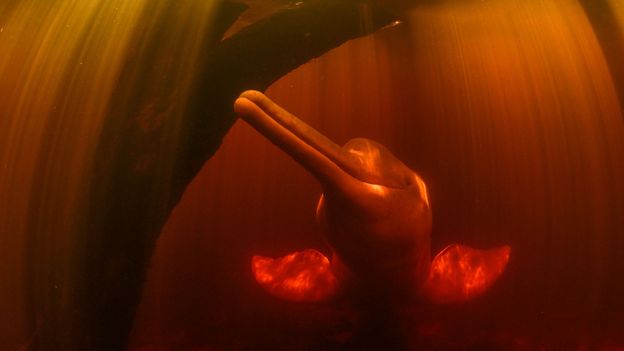 The photos showing why pink dolphins are the Amazon's 'great thieves'