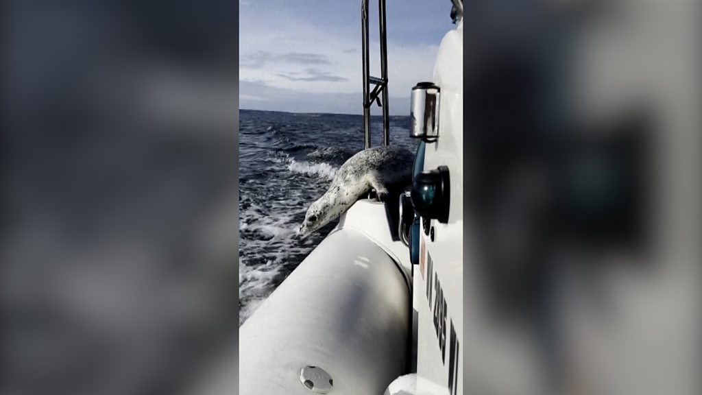 Seal climbs aboard boat to escape hunting orcas - BBC