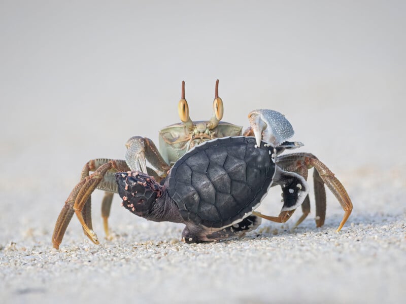 A crab stands on sandy ground, holding a small black sea turtle hatchling in its claws. The crab's eyes are raised, and the turtle's flippers are spread out as it struggles. The background is blurred and pale.