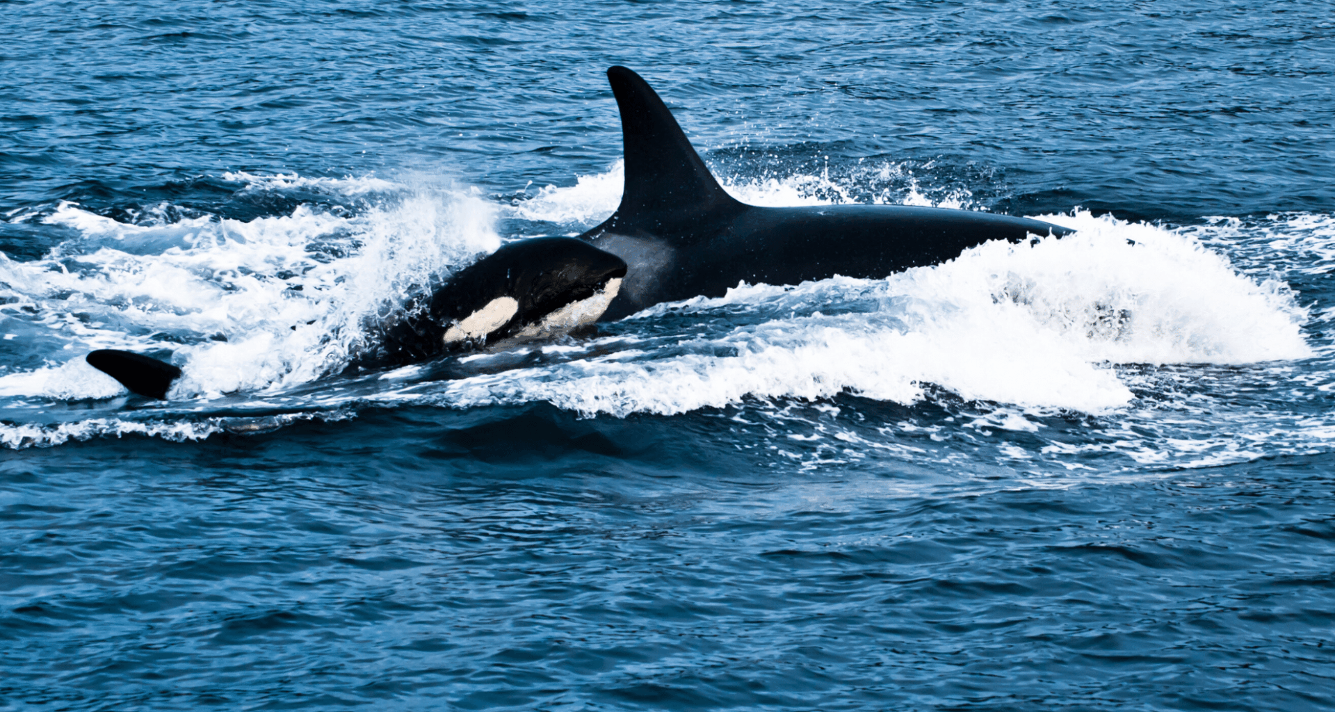 Photographer Captures Unprecedented Orca Birth In The Wild – A Rare Moment Caught On Camera