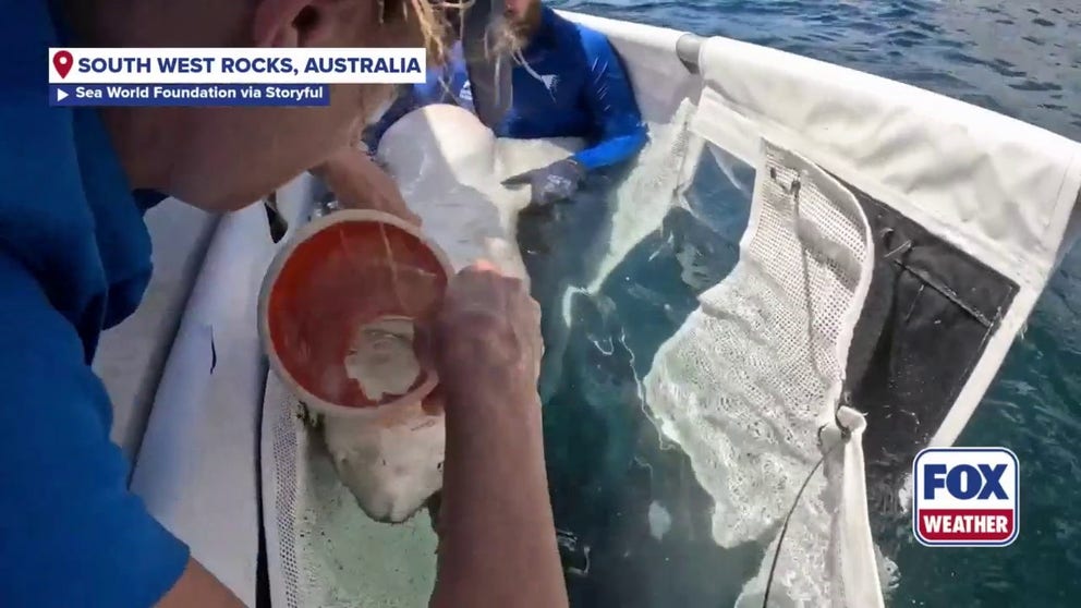 The Sea World Foundation rescued a female grey nurse shark that had a large fishing trace protruding from her mouth. This is the third grey nurse shark the organization has rescued in six weeks. 