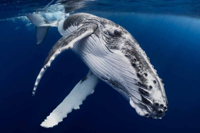A close-up underwater view of a humpback whale swimming in deep blue water, with its white fins extended and textured skin clearly visible.