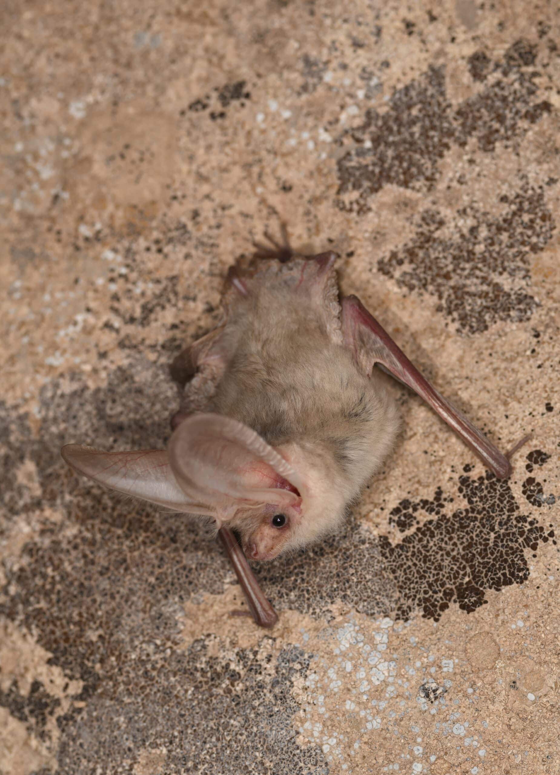 Pm Plecotus Turkmenicus (c) C.dietzd85 1544 (1) Pm Plecotus Turkmenicus (c) C.dietzd85 1544 (1)