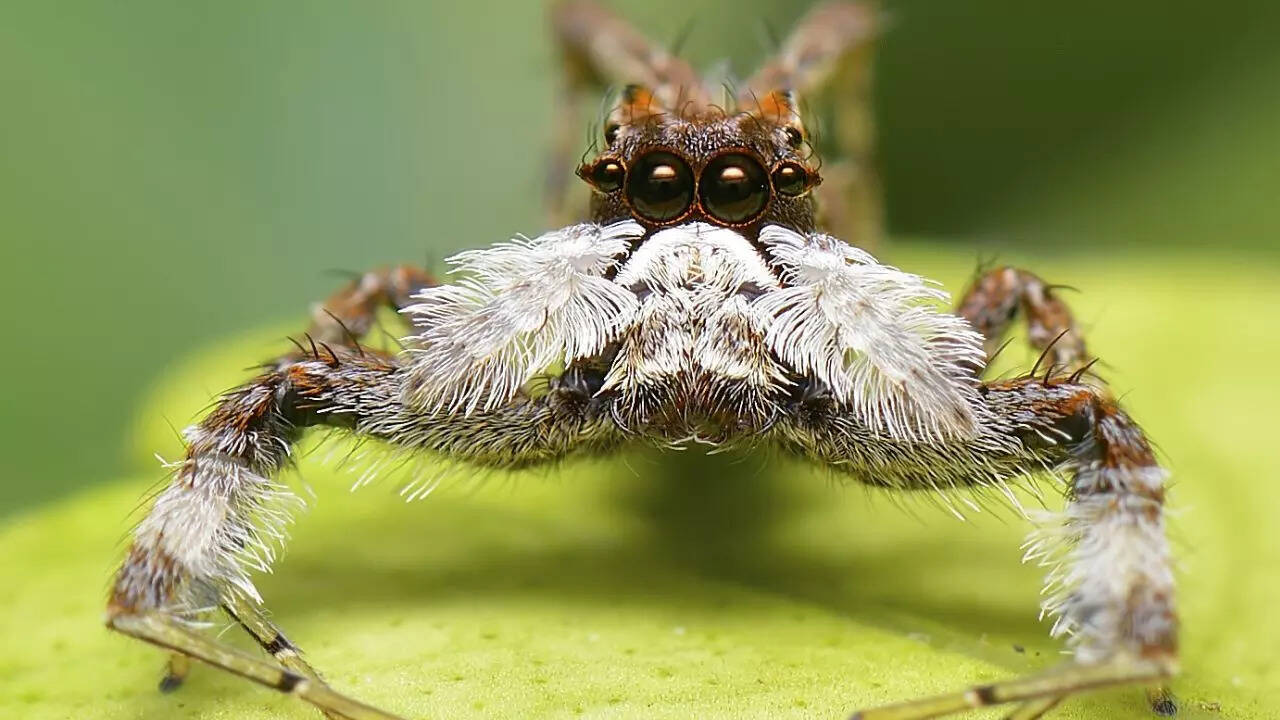 Portia Spiders