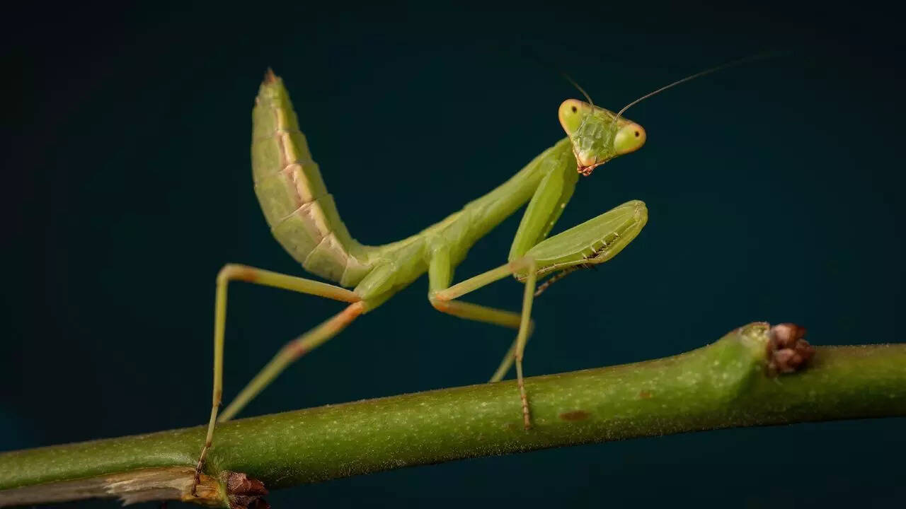 Praying mantises