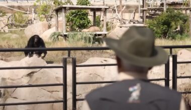 How Did a Gorilla Get From Haiti to a Conservation Park Owned by an Indian Billionaire?