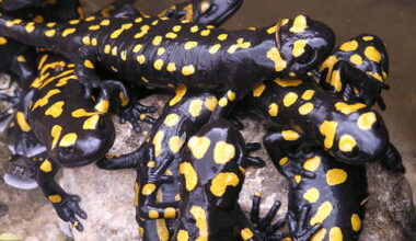 Rain has brought out the salamanders, but they are endangered