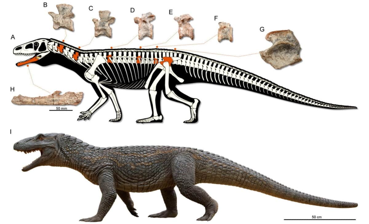 Reconstruction Of The Skeleton Of Tainrakuasuchus Bellator