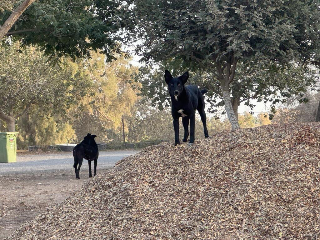 כלבים משוטטים בעוטף עזה